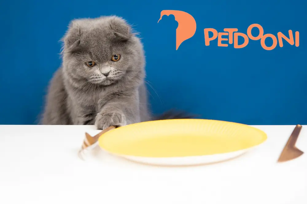 طول عمر گربه ها چقدر است؟ | افزایش عمر گربه در پت شاپ آنلاین پت دونی 1404